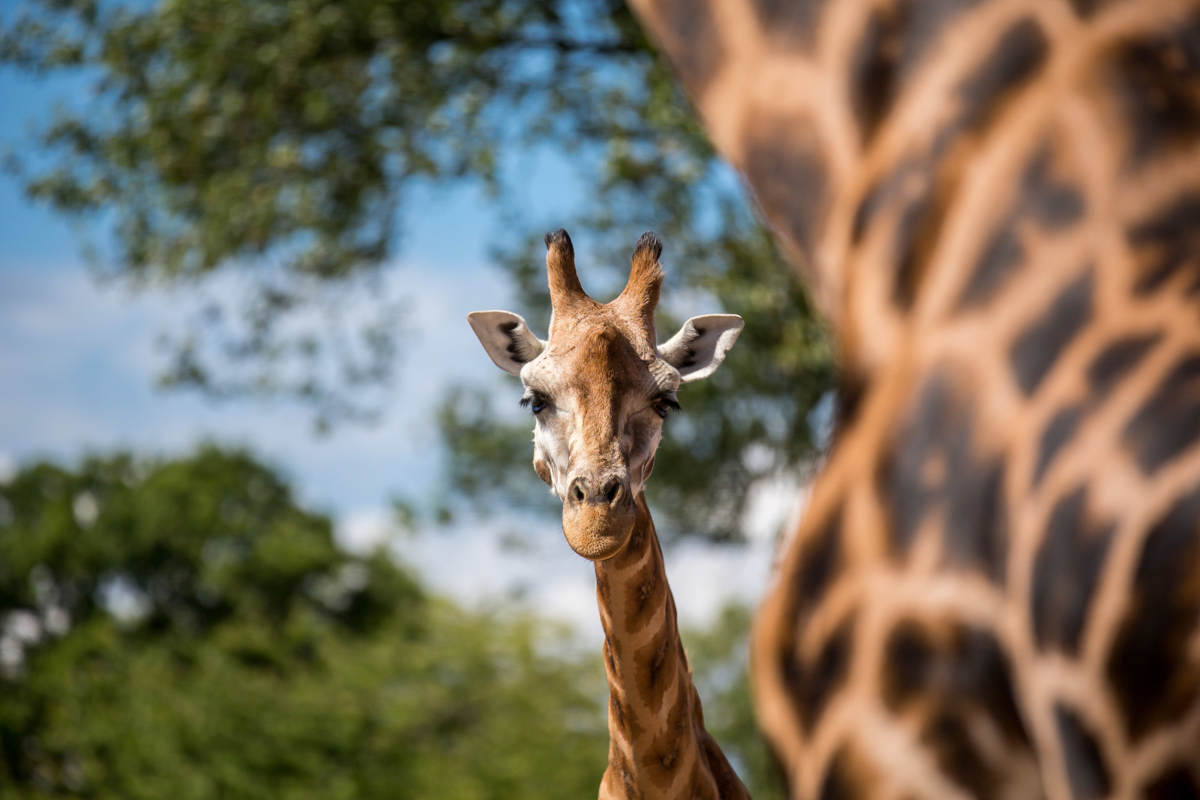 Chester Zoo Day Trip | Sunday 23rd August 2026