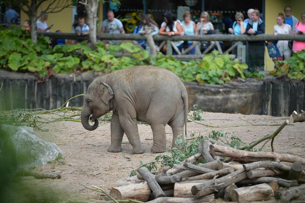 Chester Zoo Day Trip | Sunday 23rd August 2026