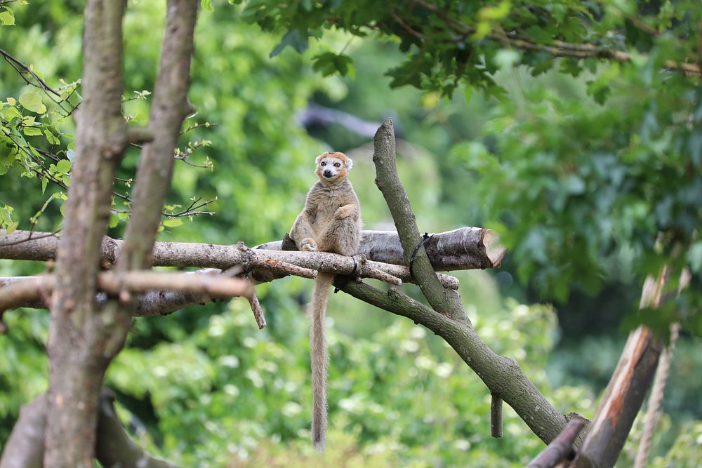 Edinburgh Zoo Day Trip | Wednesday 12th August 2026