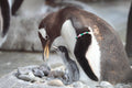 Edinburgh Zoo Day Trip | Wednesday 12th August 2026
